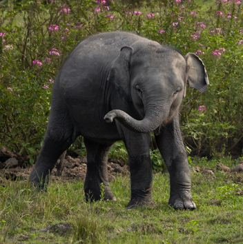 Reviving Wildlife
